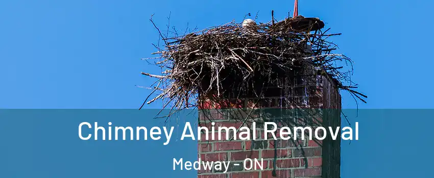 Chimney Animal Removal Medway - ON